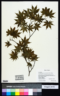 Acer palmatum image