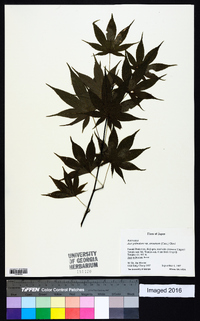 Acer palmatum image