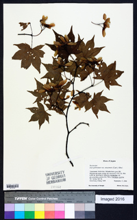 Acer palmatum image