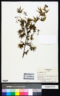 Acer palmatum image