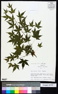 Acer palmatum image