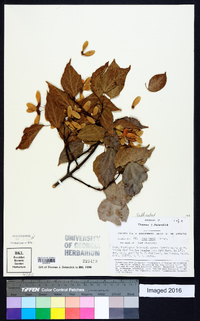Acer paxii image