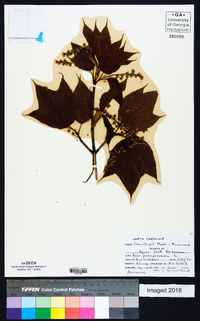 Acer pensylvanicum image