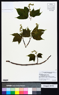 Acer pensylvanicum image