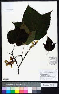 Acer pensylvanicum image