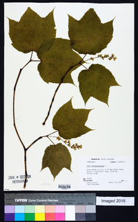 Acer pensylvanicum image