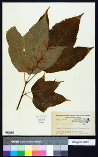 Acer pensylvanicum image