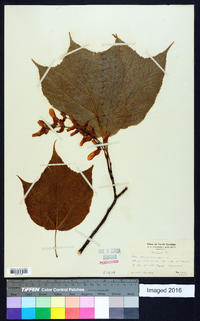 Acer pensylvanicum image