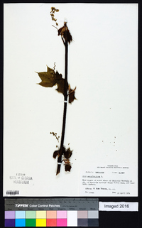 Acer pensylvanicum image