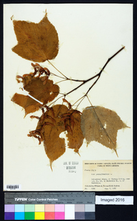 Acer pensylvanicum image