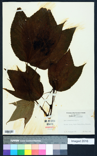 Acer pensylvanicum image