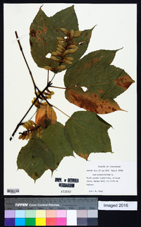 Acer pensylvanicum image