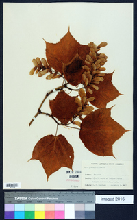 Acer pensylvanicum image