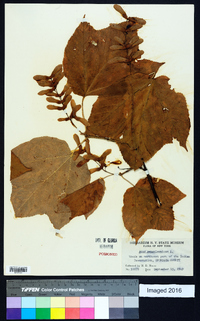 Acer pensylvanicum image