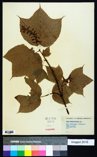 Acer pensylvanicum image