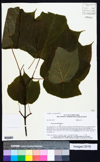 Acer pensylvanicum image