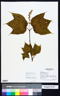 Acer pensylvanicum image