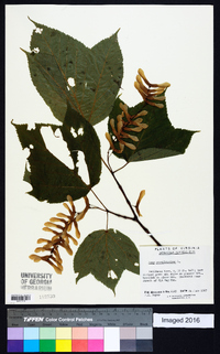 Acer pensylvanicum image