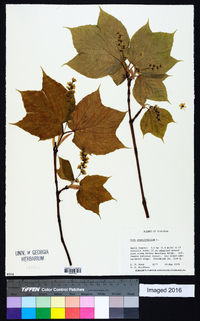 Acer pensylvanicum image