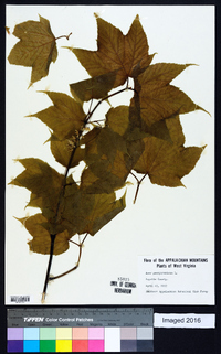 Acer pensylvanicum image