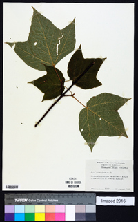 Acer pensylvanicum image