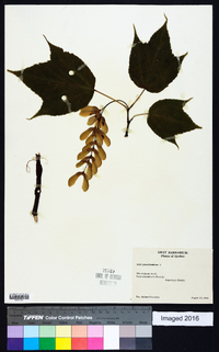 Acer pensylvanicum image