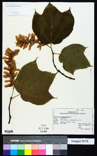 Acer pensylvanicum image