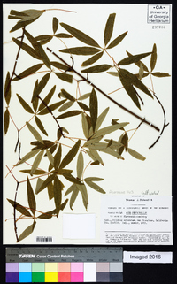 Acer pentaphyllum image