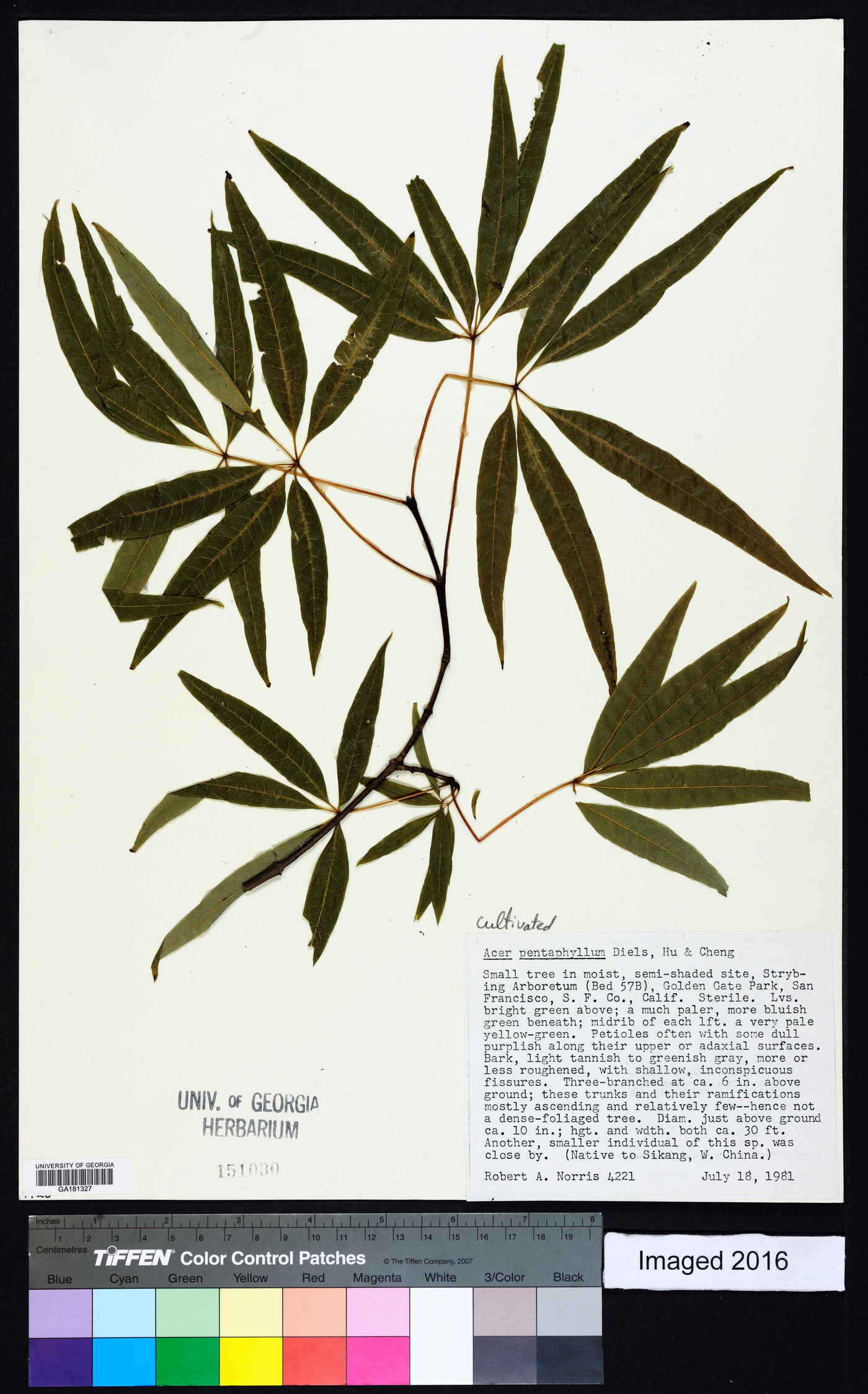 Acer pentaphyllum image