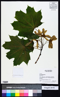 Acer platanoides image
