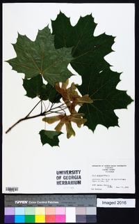 Acer platanoides image