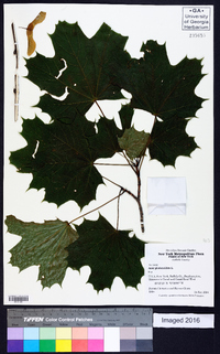 Acer platanoides image