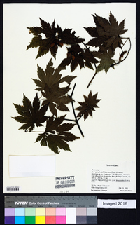 Acer pseudosieboldianum image