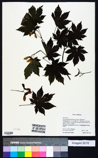 Acer pseudosieboldianum image