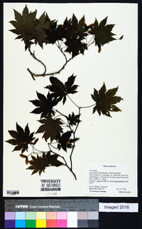 Acer pseudosieboldianum image