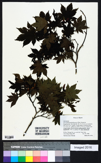 Acer pseudosieboldianum image