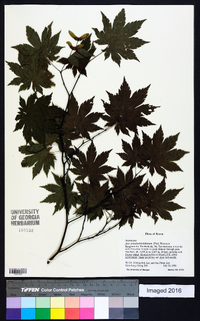 Acer pseudosieboldianum image