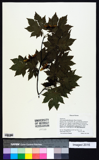 Acer pseudosieboldianum image