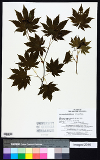 Acer pseudosieboldianum image