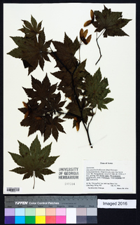 Acer pseudosieboldianum image