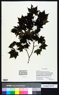 Acer pseudosieboldianum image