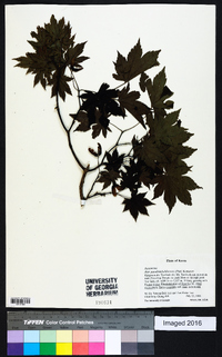 Acer pseudosieboldianum image