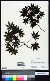 Acer pseudosieboldianum image