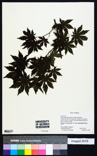 Acer pseudosieboldianum image