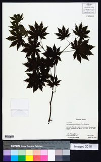 Acer pseudosieboldianum image