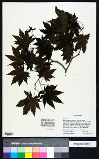 Acer pseudosieboldianum image