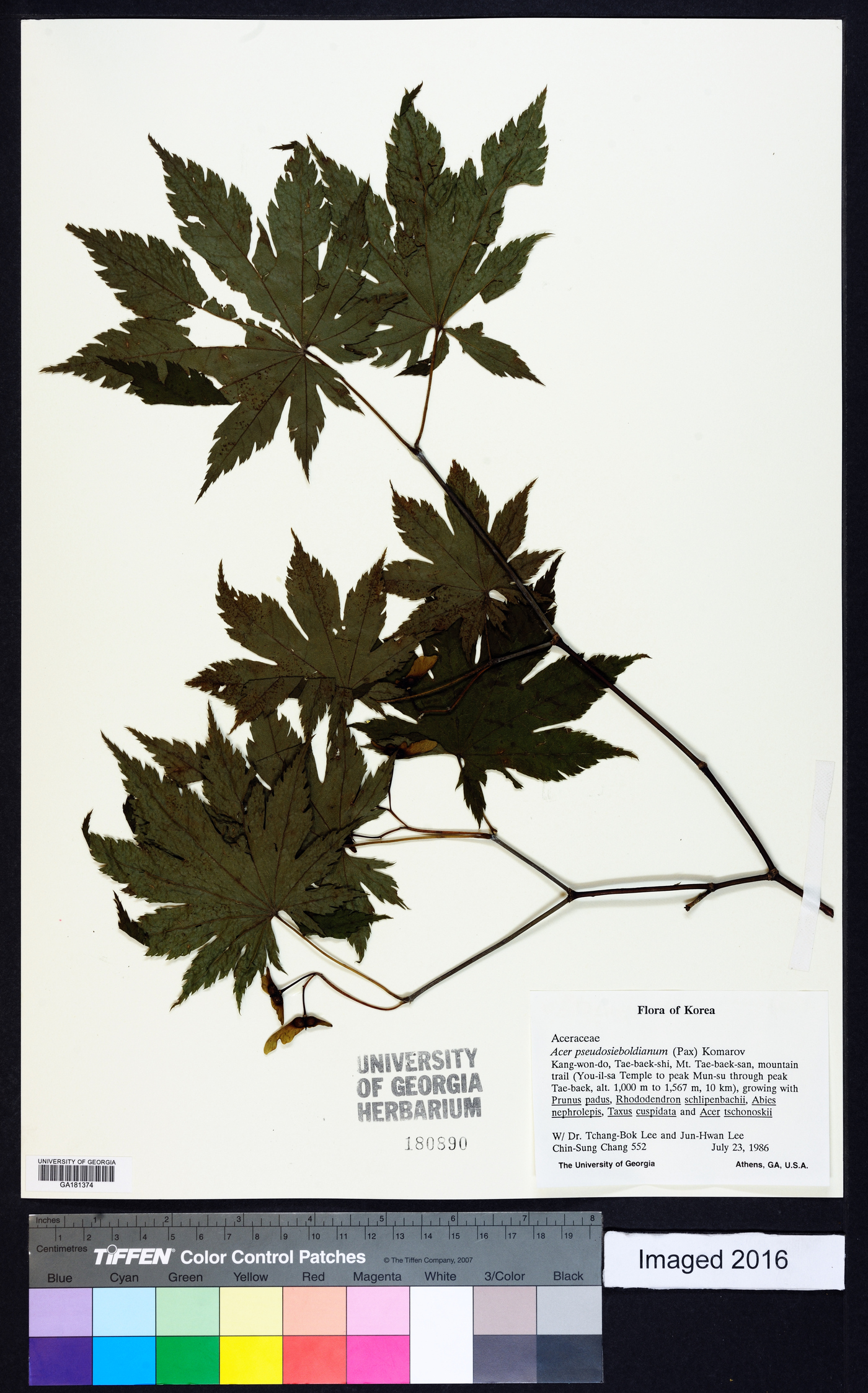 Acer pseudosieboldianum image