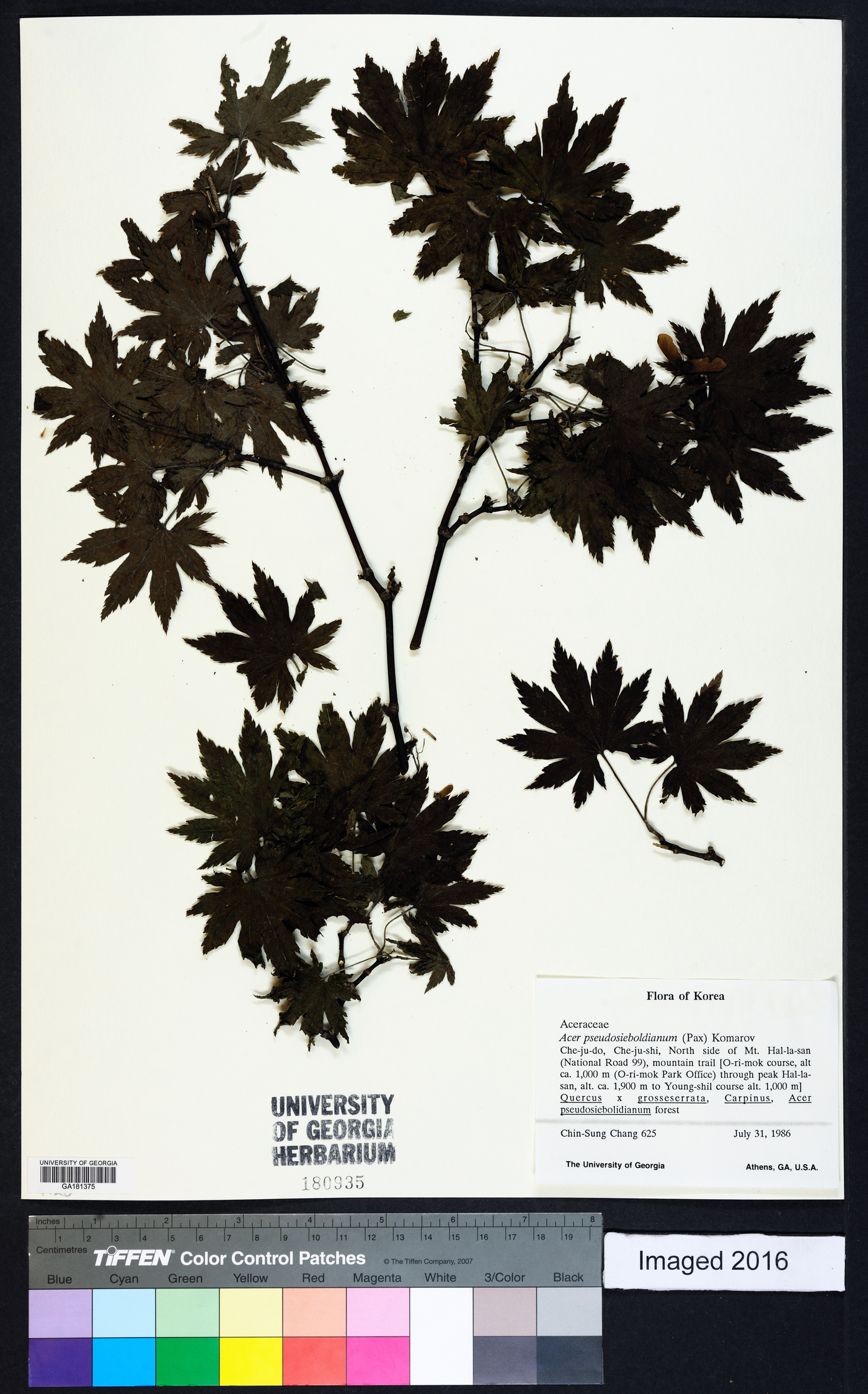 Acer pseudosieboldianum image