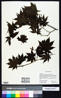 Acer pseudosieboldianum image