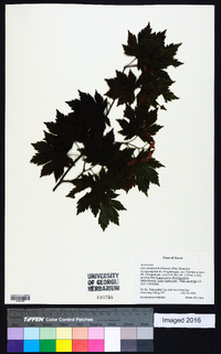 Acer pseudosieboldianum image